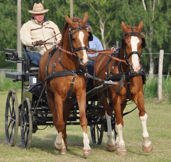 Aufhalter Schnalle mit Schnappschäkel